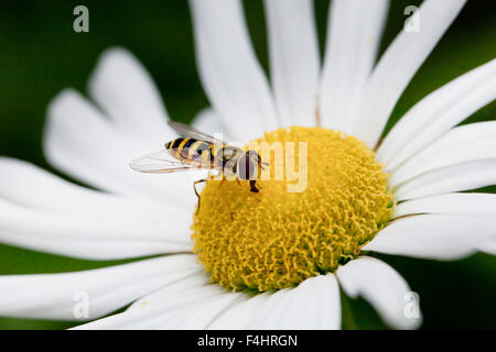 American hoverfly (Eupeodes americanus) on daisy flower - Virginia USA American hoverfly (Eupeodes americanus) on daisy flower - Virginia USA