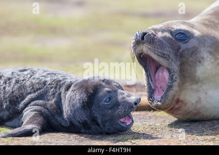 Newborn Southern Elephant Seal Pup (Mirounga leonina) lying next to it's mother. Falkland Islands. Stock Photo