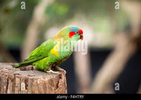 A portait photo of a swift parrot. Stock Photo