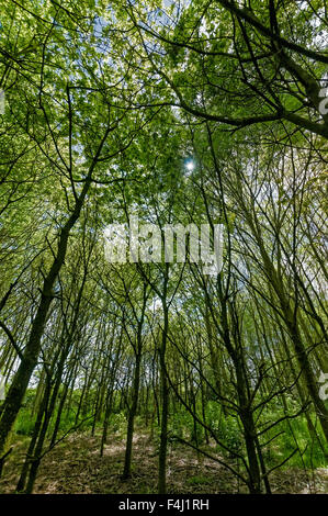 Vertical tree trunks in woods, looking upwards from the ground, with sun shining through leaves. Stock Photo