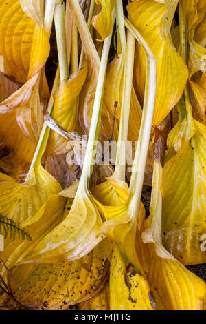 Hosta autumn golden leaves falling Stock Photo