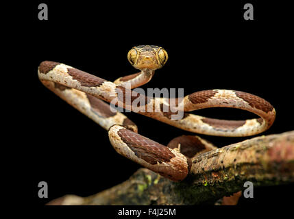 Common Blunthead (Imantodes cenchoa), (Colubridae family), Amazon rainforest, Yasuni National Park, Ecuador  Common yellow-head Stock Photo