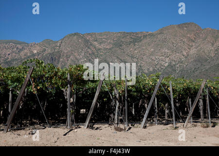 Etchart vineyard in Cafayate region, Salta, Argentina, South America Stock Photo