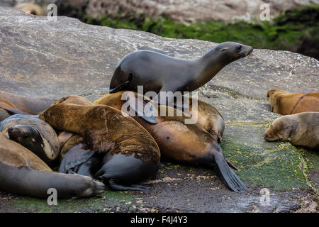 California sea lions (Zalophus californianus) hauled out on Isla San Pedro Martir, Baja California, Mexico, North America Stock Photo