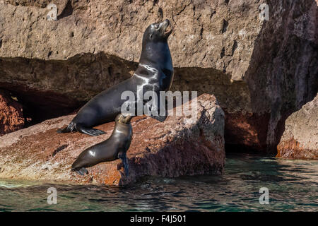 California sea lion (Zalophus californianus) bull and pup hauled out on Los Islotes, Baja California Sur, Mexico, North America Stock Photo