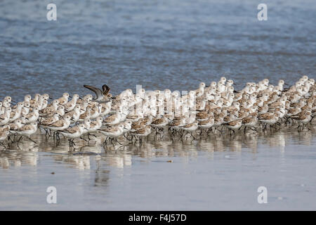 A flock of migrating sanderlings (Calidris alba), Sand Dollar Beach, Baja California Sur, Mexico, North America Stock Photo