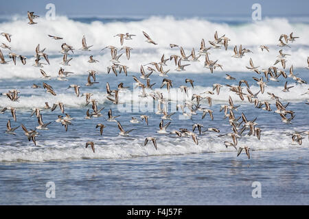 A flock of migrating sanderlings (Calidris alba) taking flight on Sand Dollar Beach, Baja California Sur, Mexico, North America Stock Photo