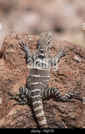 A juvenile spiny-tailed iguana (Ctenosaura conspicuosa), Isla San Esteban, Baja California, Mexico, North America Stock Photo