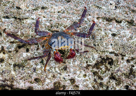 Adult Sally Lightfoot crab (Grapsus grapsus) at low tide on Punta Colorado, Isla San Jose, Baja California Sur, Mexico Stock Photo