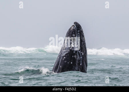 Adult California gray whale (Eschrichtius robustus) spy-hopping in San Ignacio Lagoon, Baja California Sur, Mexico Stock Photo