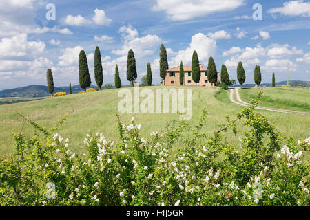 Farm house with cypress trees, near Pienza, Val d'Orcia (Orcia Valley), UNESCO, Siena Province, Tuscany, Italy Stock Photo