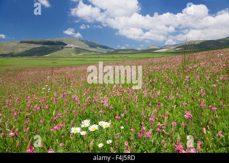 Field of wildflowers, Castelluccio di Norcia, Piano Grande, Monti Sibillini National Park, Perigua District, Umbria, Italy Stock Photo