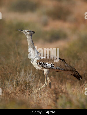 Kori bustard (Ardeotis kori), Kgalagadi Transfrontier Park, encompassing the former Kalahari Gemsbok National Park, South Africa Stock Photo