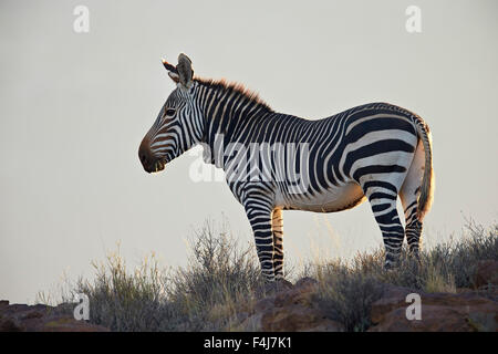 Cape mountain zebra (Equus zebra zebra), Karoo National Park, South Africa, Africa Stock Photo