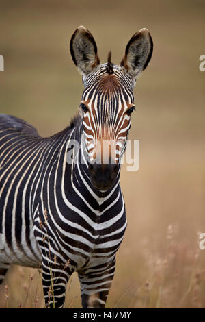Cape mountain zebra (Equus zebra zebra), Mountain Zebra National Park, South Africa, Africa Stock Photo