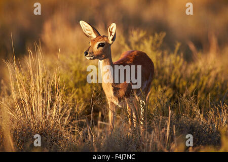 Steenbok (Raphicerus campestris) female, Mountain Zebra National Park, South Africa, Africa Stock Photo