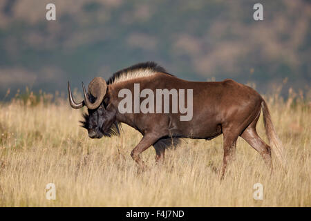 Black wildebeest (white-tailed gnu) (Connochaetes gnou), Mountain Zebra National Park, South Africa, Africa Stock Photo