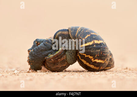 Two East African land snail (Giant African land snail) (Achatina fulica) mating, Addo Elephant National Park, South Africa Stock Photo