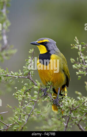 Bokmakierie (Telophorus zeylonus), Addo Elephant National Park, South Africa, Africa Stock Photo