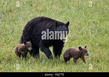 Black bear (Ursus americanus) sow and two chocolate cubs of the year or spring cubs, Yellowstone National Park, Wyoming, USA Stock Photo