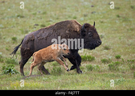 Bison (Bison bison) cow and calf running in the rain, Yellowstone National Park, Wyoming, United States of America Stock Photo