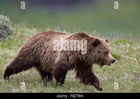 Grizzly Bear (Ursus arctos horribilis), Yellowstone National Park, Wyoming, United States of America, North America Stock Photo