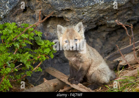 Red fox (Vulpes vulpes) (Vulpes fulva) kit posing, Yellowstone National Park, Wyoming, United States of America, North America Stock Photo