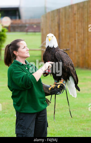 Whipsnade Zoo, Bedfordshire, UK, 26th August 2015. ZSL keeper Becky Feenan with Apache the bald eagle Stock Photo