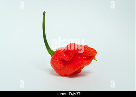 A carolina reaper chilli.  One of the hottest chilli peppers in the world. Stock Photo