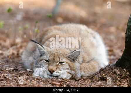 A lynx lying on the ground Stock Photo