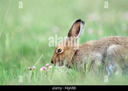 Alpine hare in a field Stock Photo