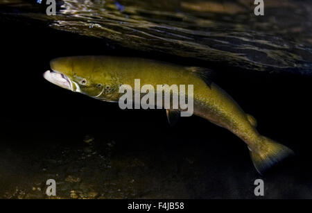 Atlantic Salmon (Salmo Salar) Just Below The Surface, Orkla River ...