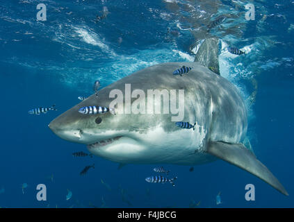 Shark Week! Dangerous Truth of Shark Finning Great white shark (Carchardon carcharias) swimming at ...