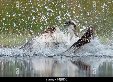 Osprey (Pandion haliaetus) splashing as it emerges from dive to catch fish, Scotland, UK, August. Stock Photo