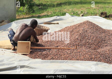 Cacao bean in Ghana, Western Africa Stock Photo