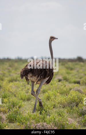 Ostrich in the wild, Etosha National Park Namibia, Africa Stock Photo