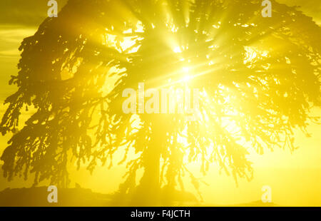 Scandinavia, Sweden, Dalarna, View of sun shining behind birch tree Stock Photo