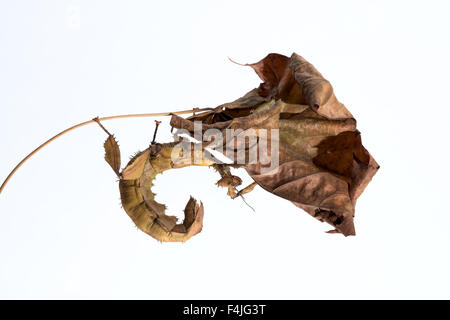 Stick Insect, Extatosoma tiaratum, giant insect, Australia, in front of white background, cut out, cut out line out, Phasmatodea Stock Photo