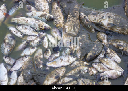 Mass poisoning of fish Stock Photo