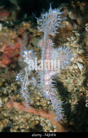 Ornate ghost pipefish (Solenostomus paradoxus) Lembeh Strait, Indonesia Stock Photo