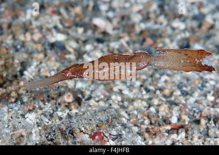 Robust ghost pipefish (Solenostomus cyanopterus) Lembeh Strait, Indonesia Stock Photo