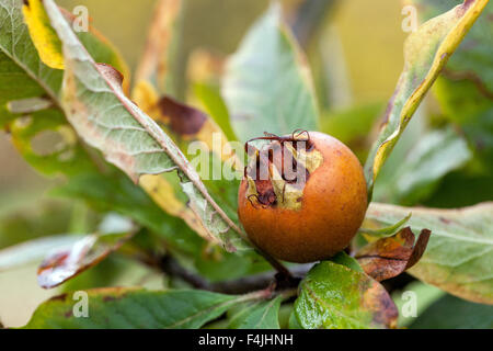 Mespilus germanica, known as the medlar or common medlar tree fruit on a branch Stock Photo