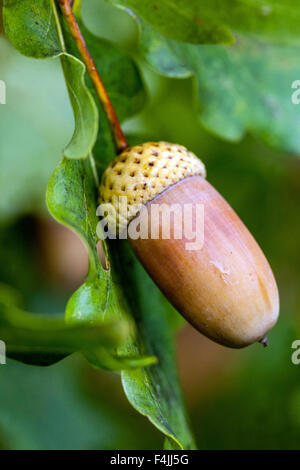 English oak acorns, Quercus robur close up Stock Photo