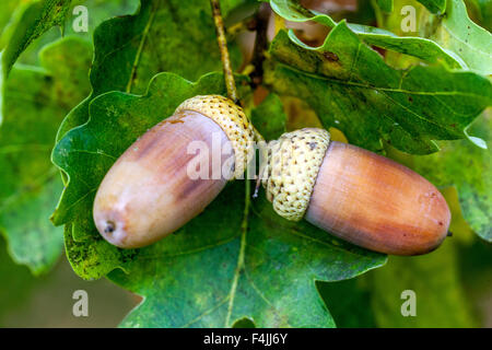 English oak acorns, Quercus robur Stock Photo