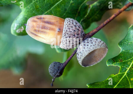 English oak acorns, Quercus robur acorn close up Stock Photo