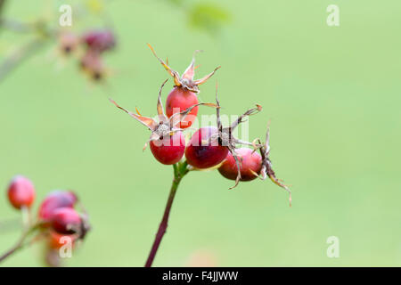 Rose hips on a bush in the english countryside Stock Photo