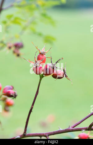 Rose hips on a bush in the english countryside Stock Photo