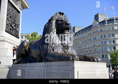 Lion statue, Trafalgar Square, London, Britain, UK Stock Photo