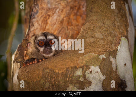 Panama wildlife with a panamanian night monkey, Aoutus zonalis, in a treehole inside the rainforest of Soberania national park, Republic of Panama. Stock Photo