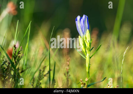 Marsh Gentian plant (Gentiana pneumonanthe) flowers in bloom, Buxton Heath, Norfolk, England Stock Photo